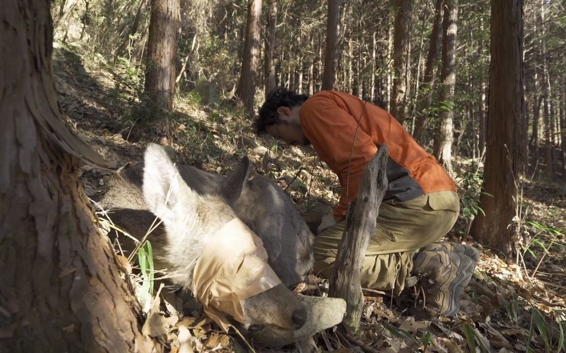 日本狩猎生活vlog08从鹿变成鹿肉