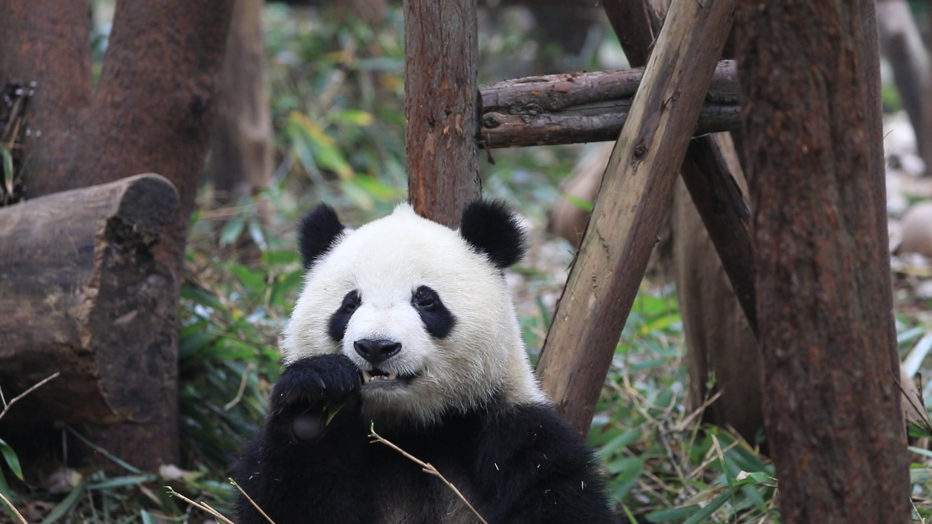 大熊猫奇一正坐吃竹看着超治愈超有食欲