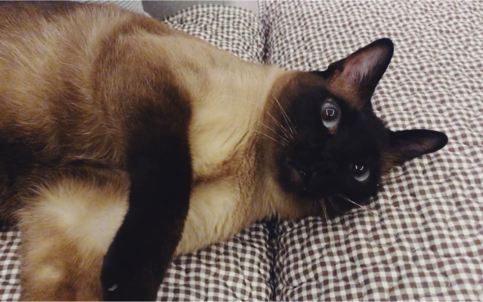 【hush】小猫猪刚睡醒有多可爱