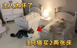 Download Video: 男主家有3只猫却买2张床，小猫开启抢床模式，原来主人另有用意