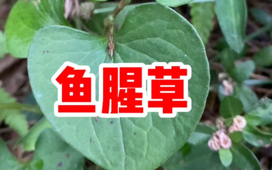 鱼腥草也叫蕺菜,你知道它的用途吗?哔哩哔哩bilibili