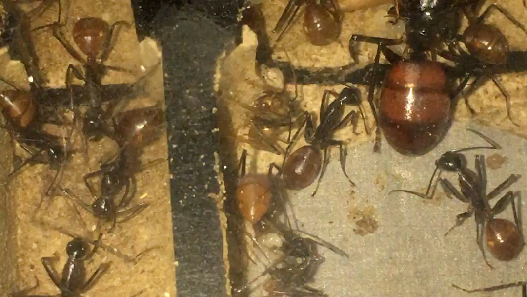巨人恐蚁群落发展稳定