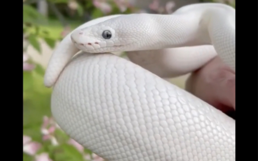 露西球蟒:看我呆萌的小眼神.