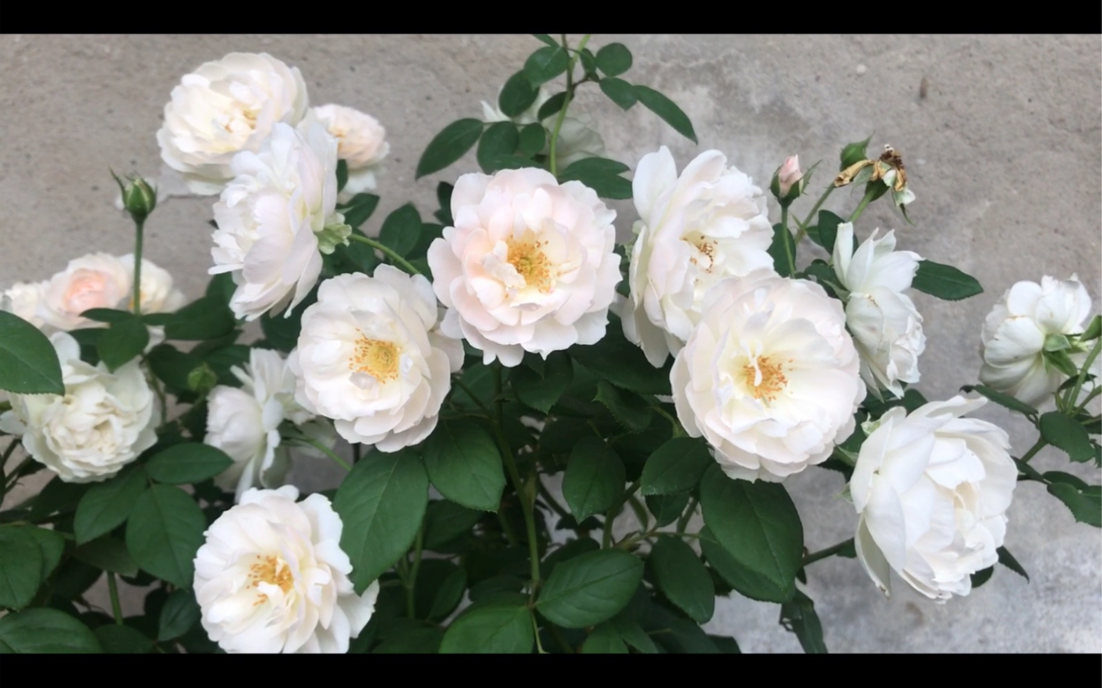 7月花月季奥斯汀黛丝徳蒙娜中空小包子渐变复色甜丝香味