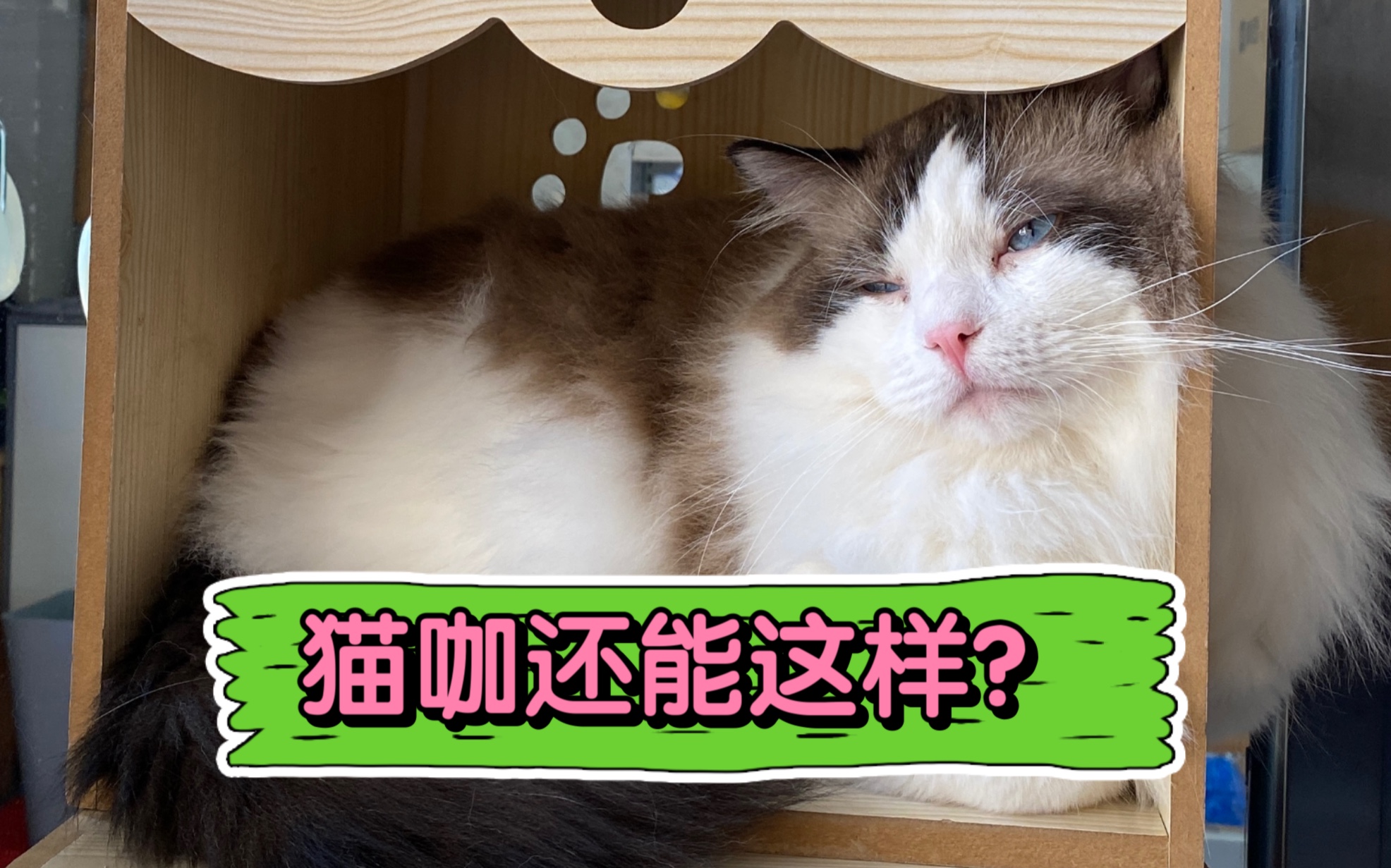 猫咖还能这样?真惊了哔哩哔哩bilibili