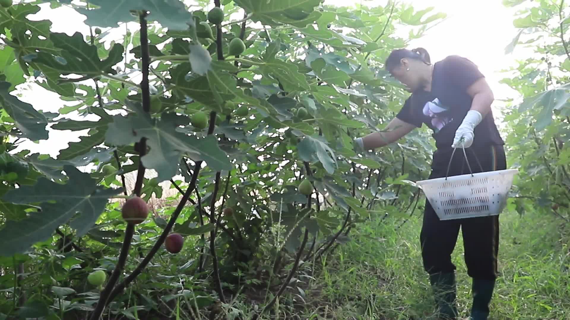 枣庄市台儿庄区:无花果铺就致富路哔哩哔哩bilibili