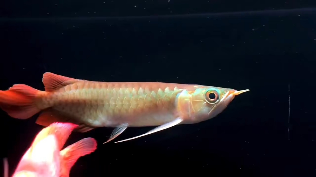 福利一条,23公分印尼小红龙2888米