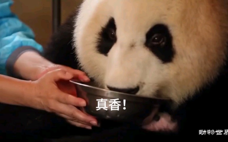 饲养员一盆牛奶就把熊猫妈妈的崽崽给拐走了!
