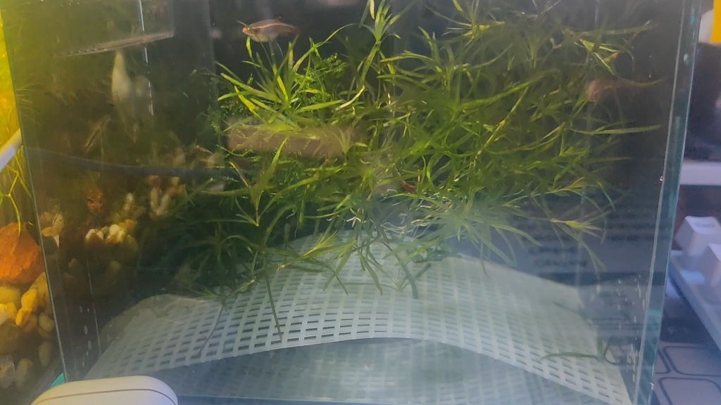 尝试白云金丝繁殖,第二天成功见卵
