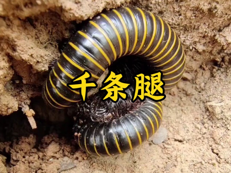 【千足虫】地球上腿脚最多的动物