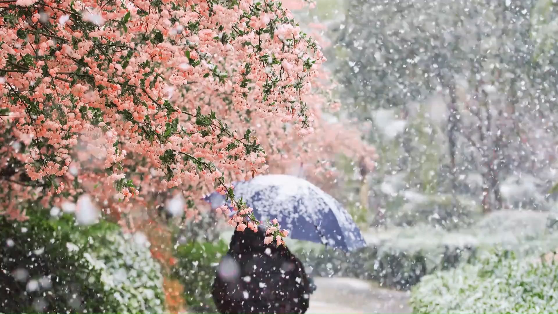 “雪中的海棠花真的好美,当然要分享给你~”哔哩哔哩bilibili