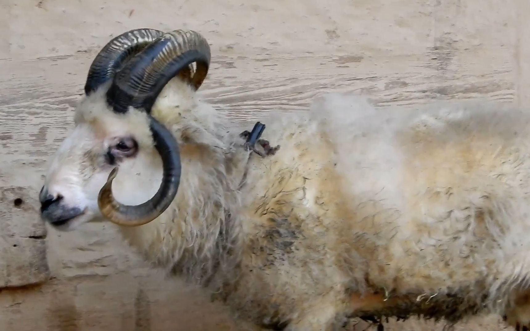 一只长有四个角的羊外表长相奇特专家却说这不是件好事