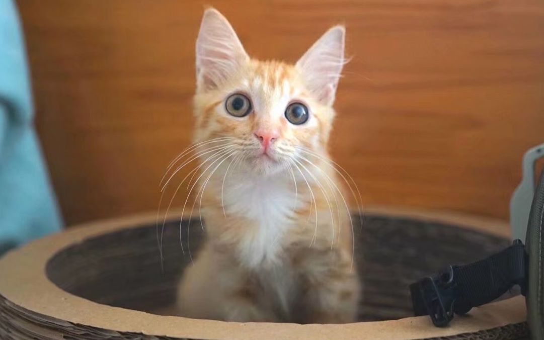 橘猫是炖了还是红烧好