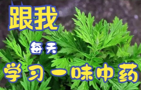 【每天认识一味药】中药艾叶哔哩哔哩bilibili