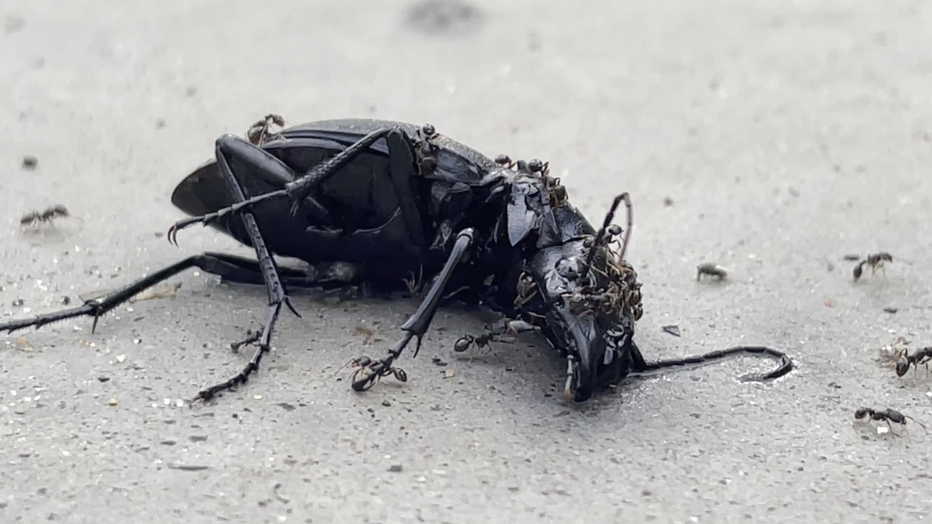 大自然的清道夫:蚂蚁|雨后一只死去的甲虫被分解中