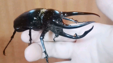 南洋大兜虫ccc全世界最帅的甲虫没有之一还有他的开箱视频看我心情爱