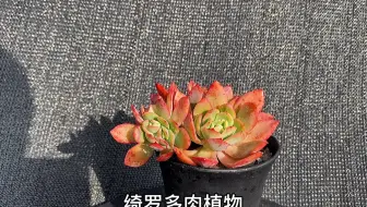 猪的多肉 秋丽多肉植物 哔哩哔哩 Bilibili