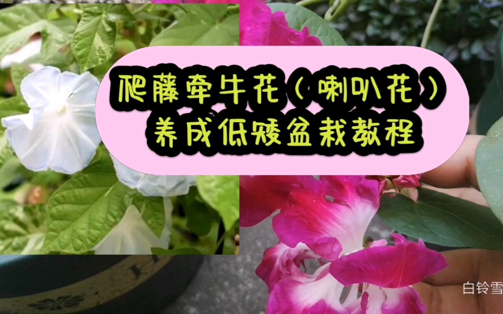 日系朝颜牵牛花盆栽教程,种出童年的回忆哔哩哔哩bilibili