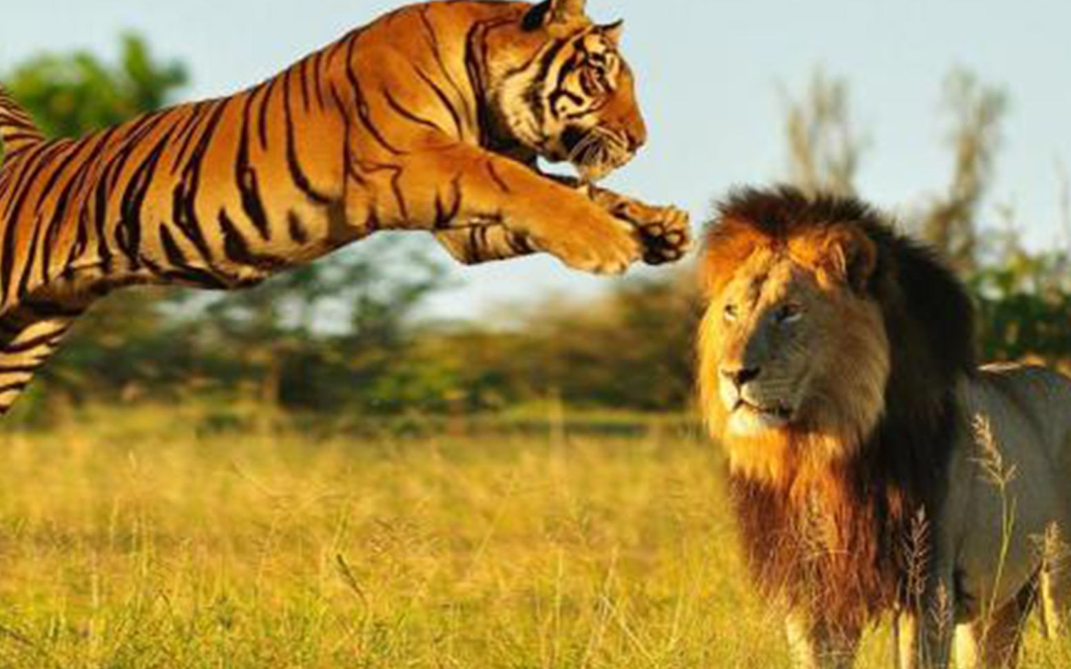 狮子和老虎打架图片