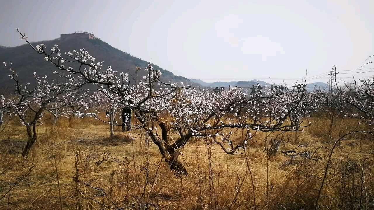 北京平谷北寨杏花村里盛开的杏花岭