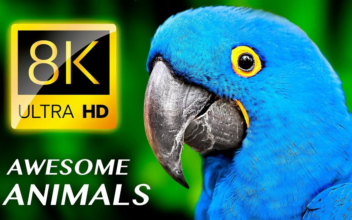 [图]AWESOME ANIMALS 4K ULTRA HD