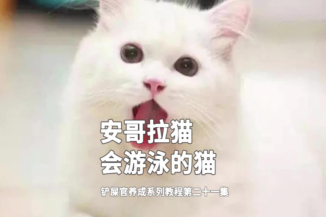 震惊!猫咪居然爱水会游泳,安哥拉猫不简单!哔哩哔哩bilibili