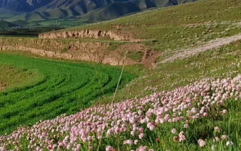 [图]高原上的狼毒花开了，漫山遍野