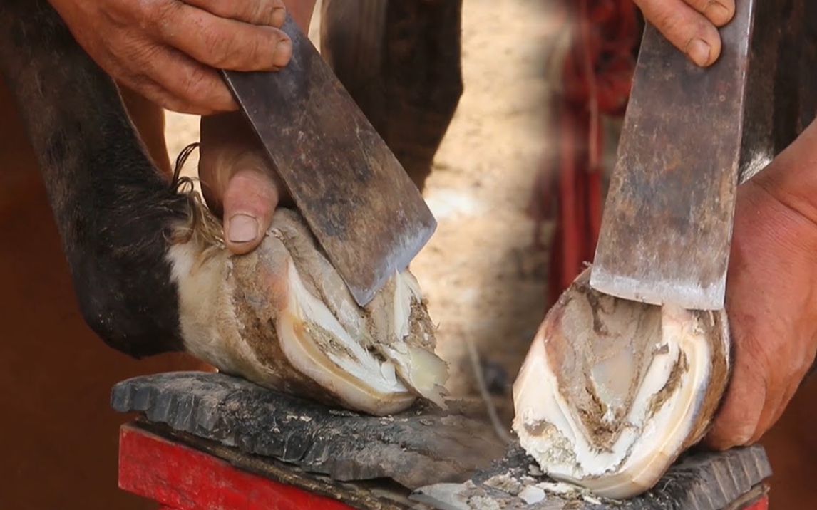 修蹄解压:实拍农村修马蹄技术,看着蹄子被切干净,太满足了_哔哩哔哩