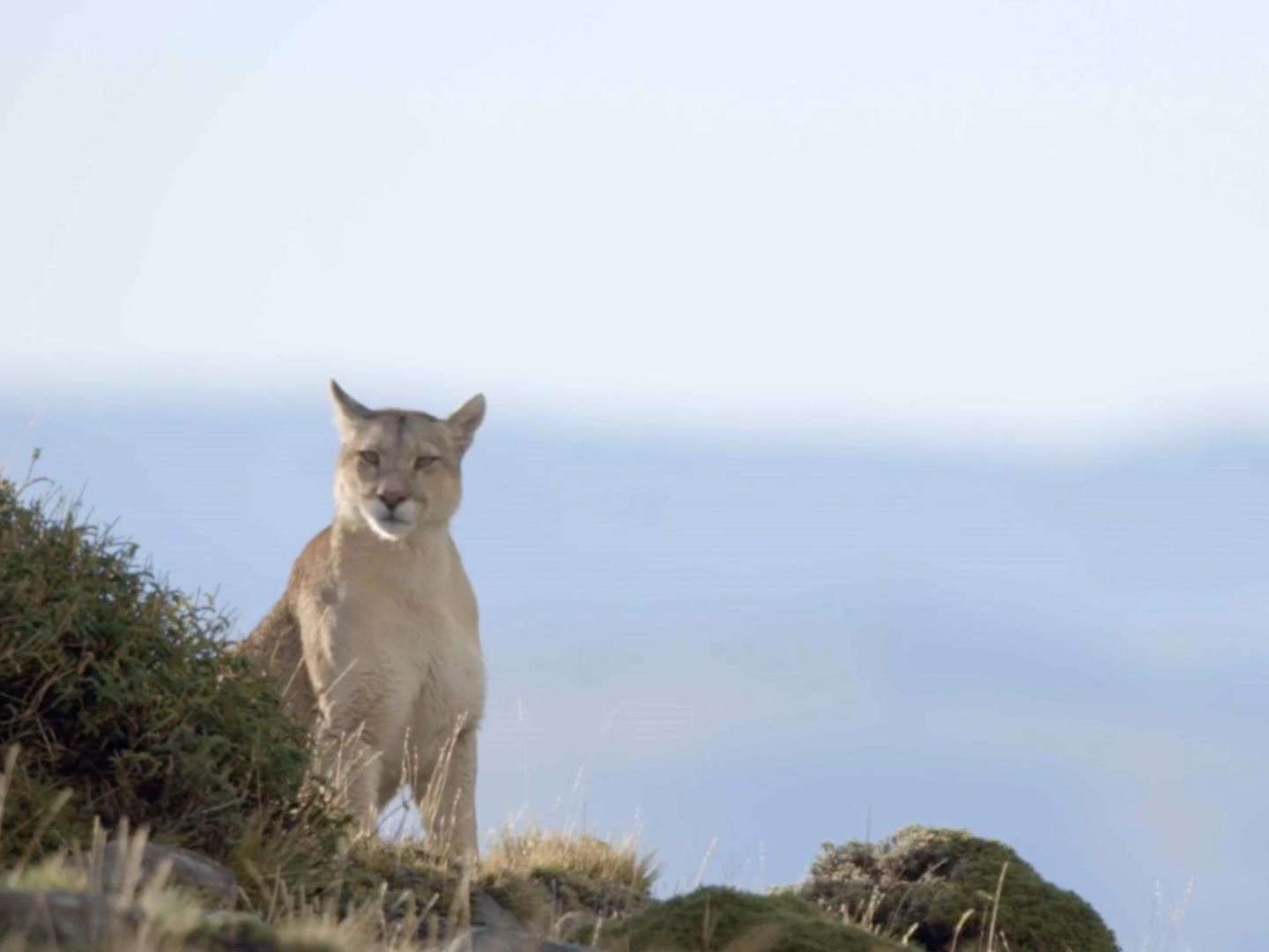 美洲狮最大的一次失败,到嘴的食物,居然跑掉了!