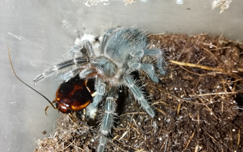 金直间苗子,捕食嘎嘎猛