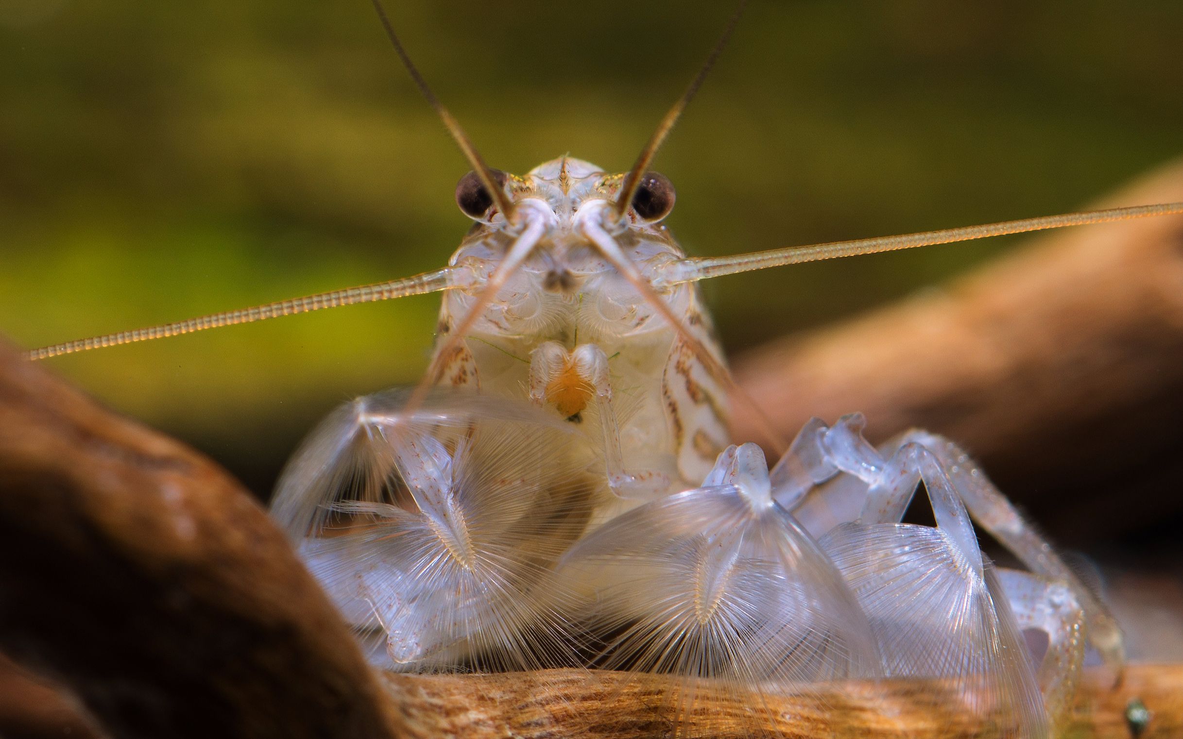 【自家鱼缸】 【虾】木纹网球虾_哔哩哔哩_bilibili