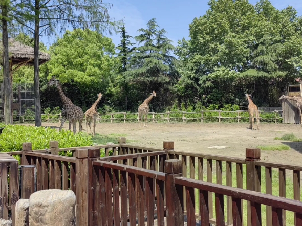 上海野生动物园2