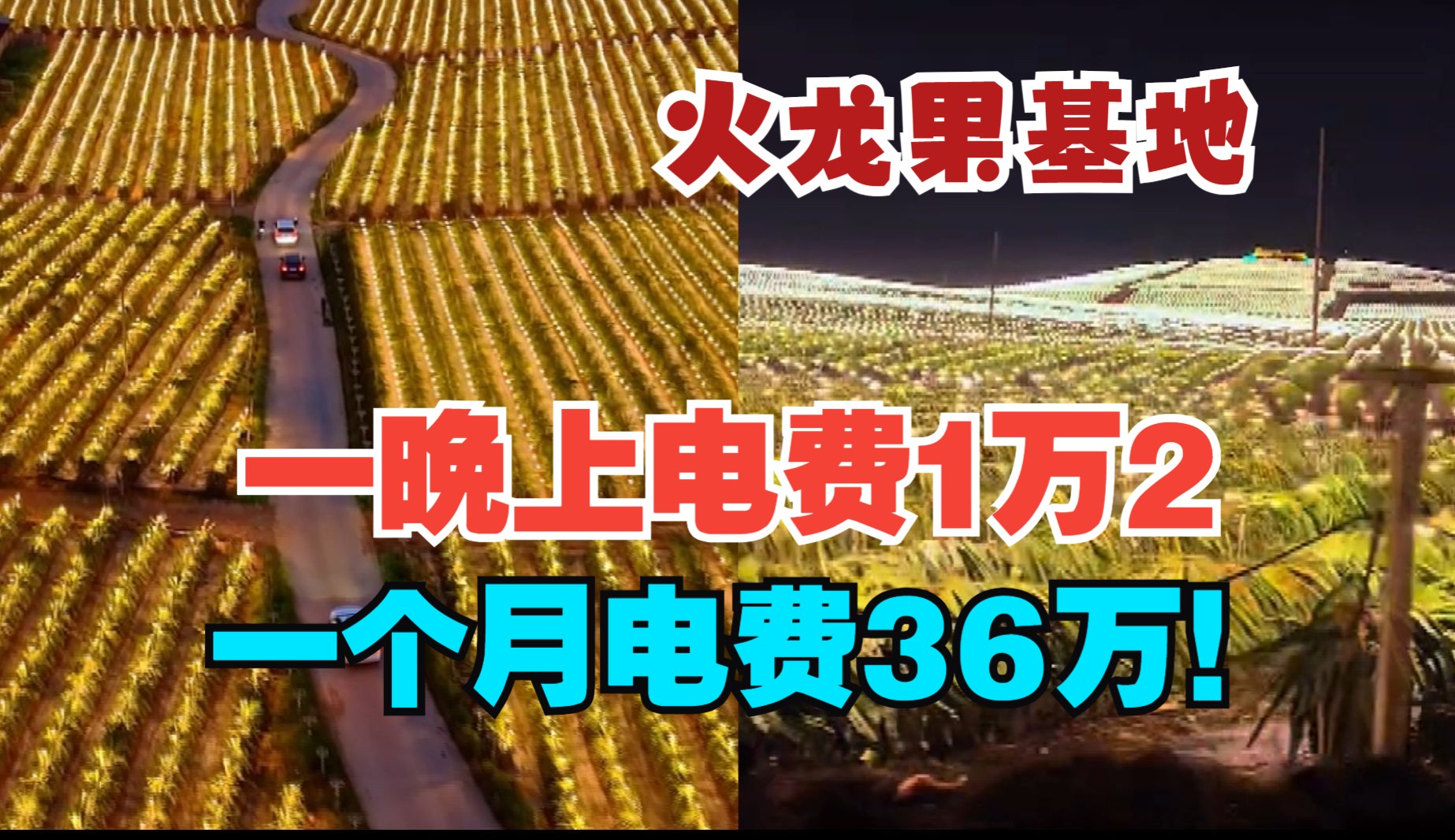 一晚上电费1万2,一个月36万!果农为什么要给火龙果打灯?哔哩哔哩bilibili