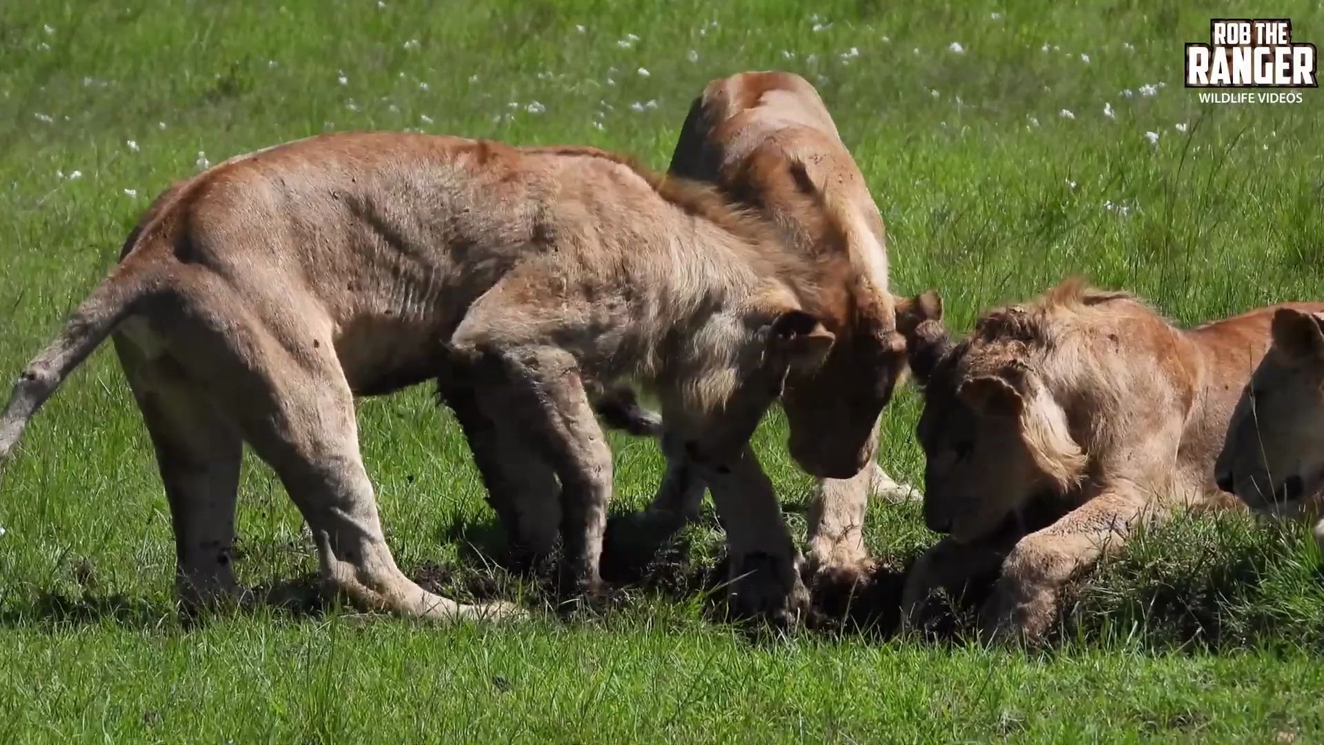狮子挖出一只小疣猪.