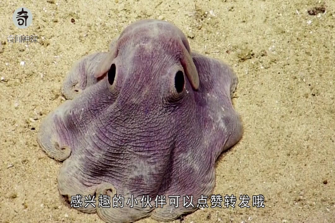 活跃在4000米深海的神奇物种小飞象章鱼,它们是大象的表亲吗