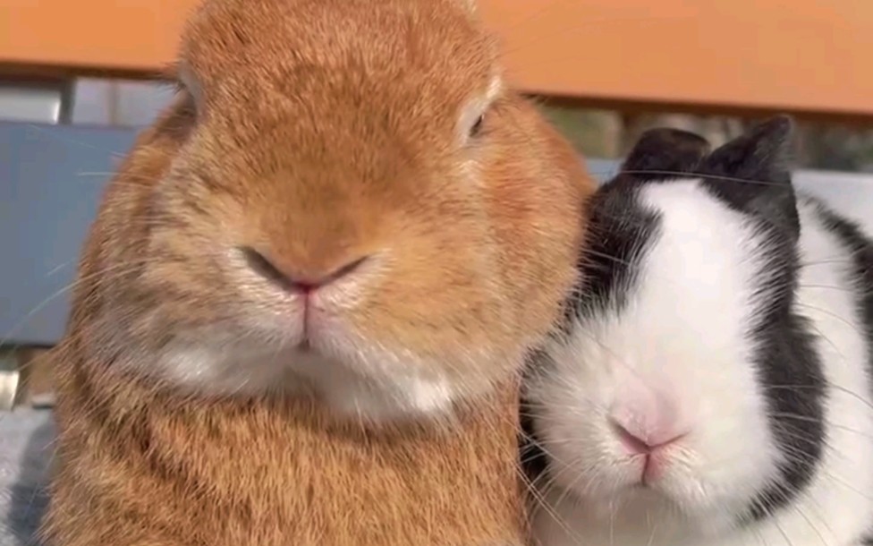 象羊是两只兔子