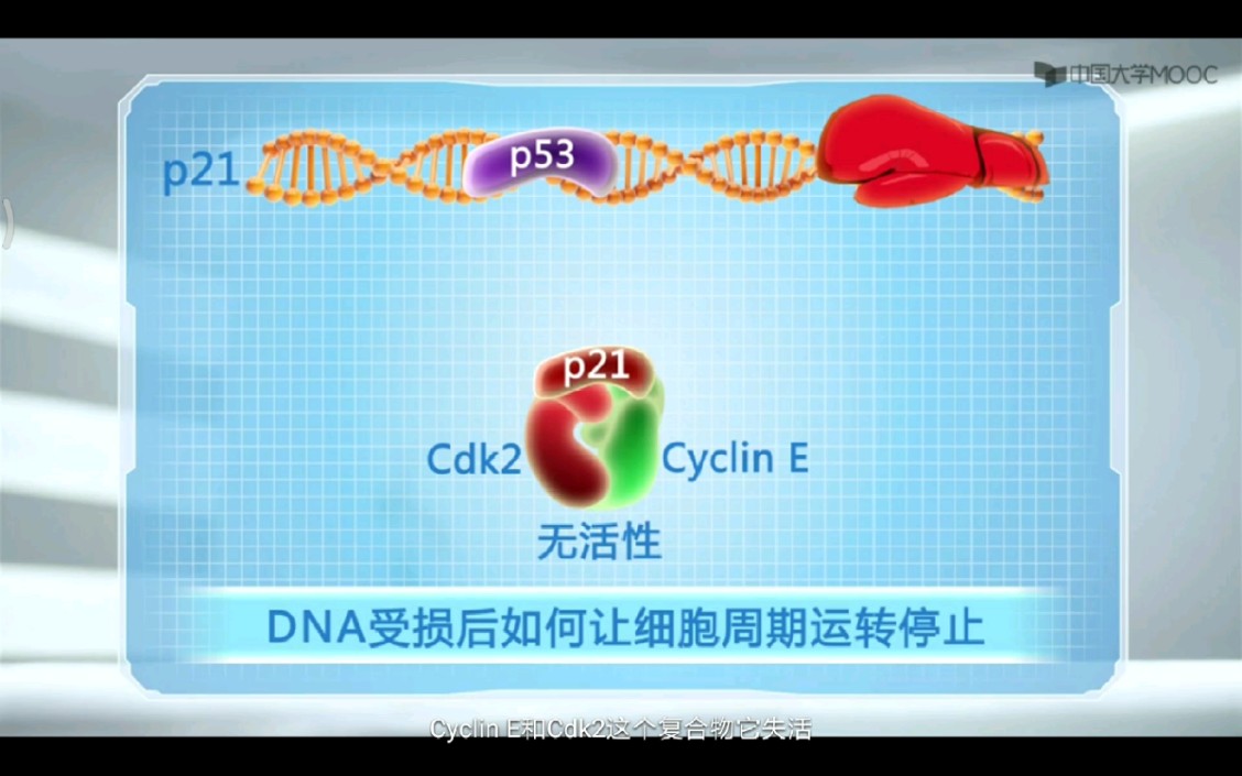 DNA受损时抑制Cdk2活性让细胞停在G1期等待修复.50%以上的癌症患者是由于明星p53抑癌基因的突变.哔哩哔哩bilibili