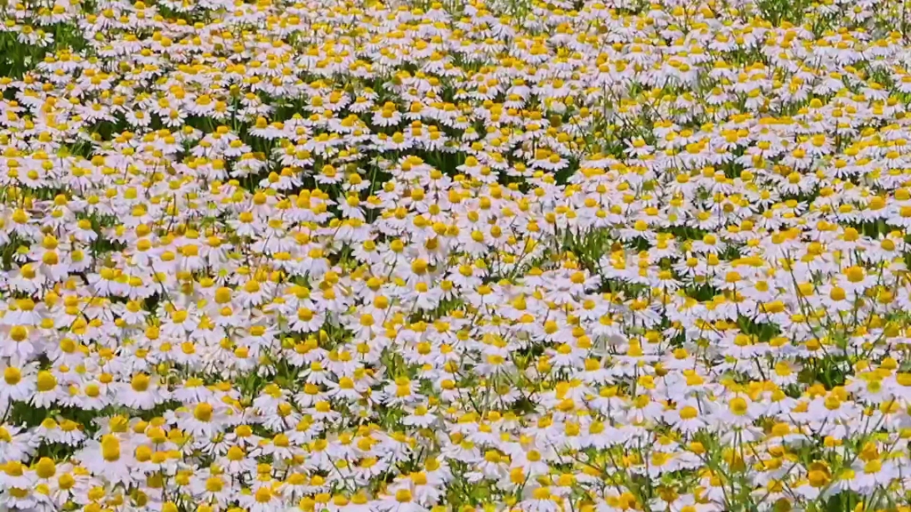 [图]送你满山花