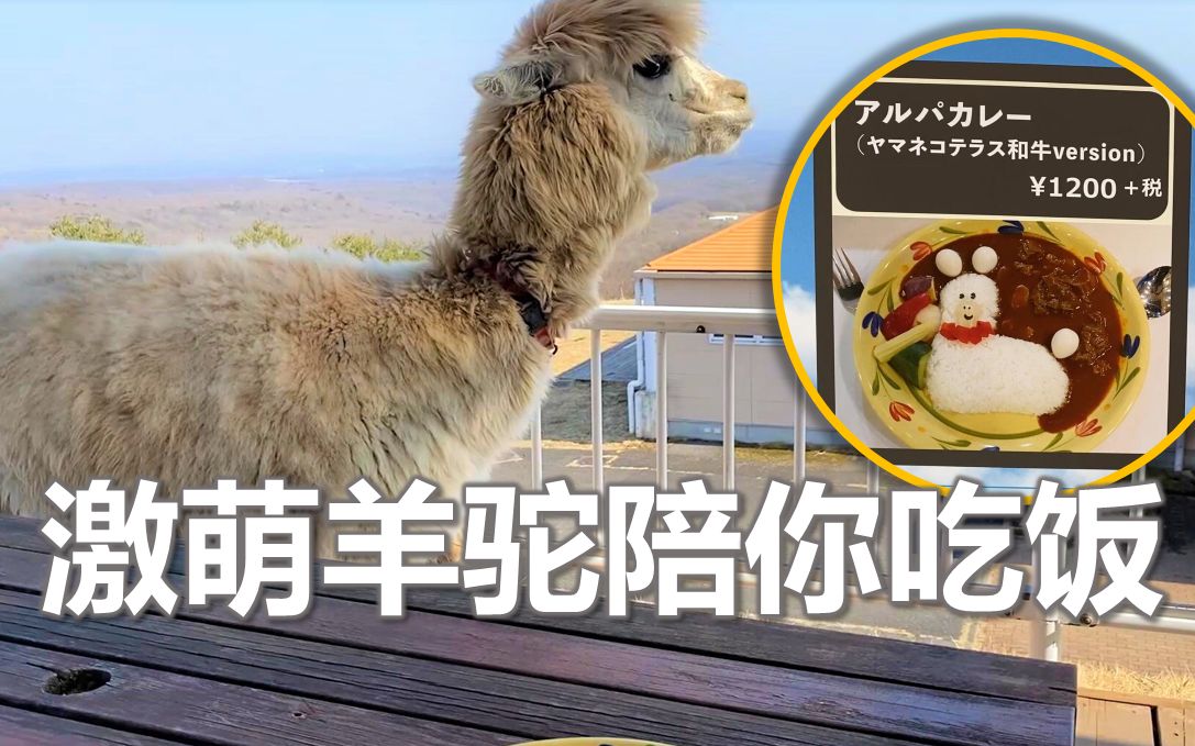 和羊驼共进午餐是一种什么体验?【那须动物王国】