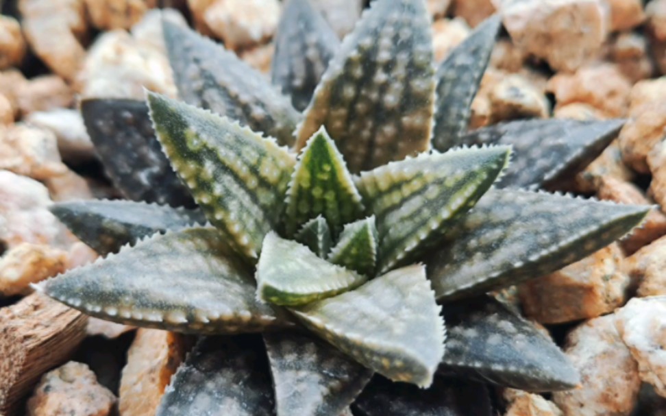 十二卷软硬叶远缘杂交