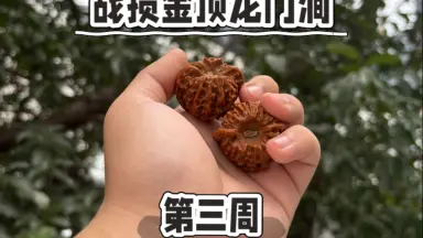 文玩核桃龙门涧-哔哩哔哩_Bilibili