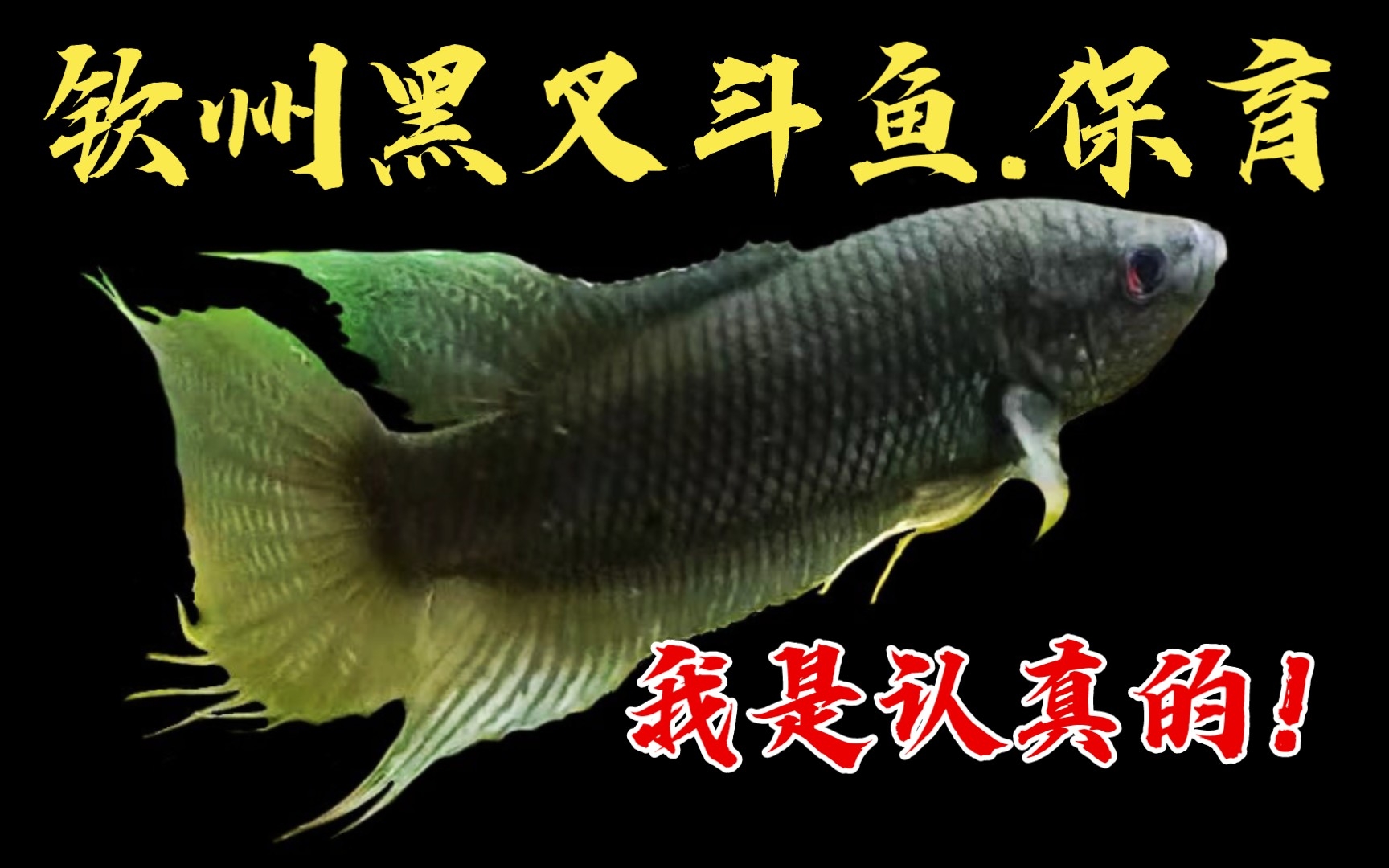 钦州黑叉斗鱼保育,中国斗鱼我是认真的!_哔哩哔哩_bilibili