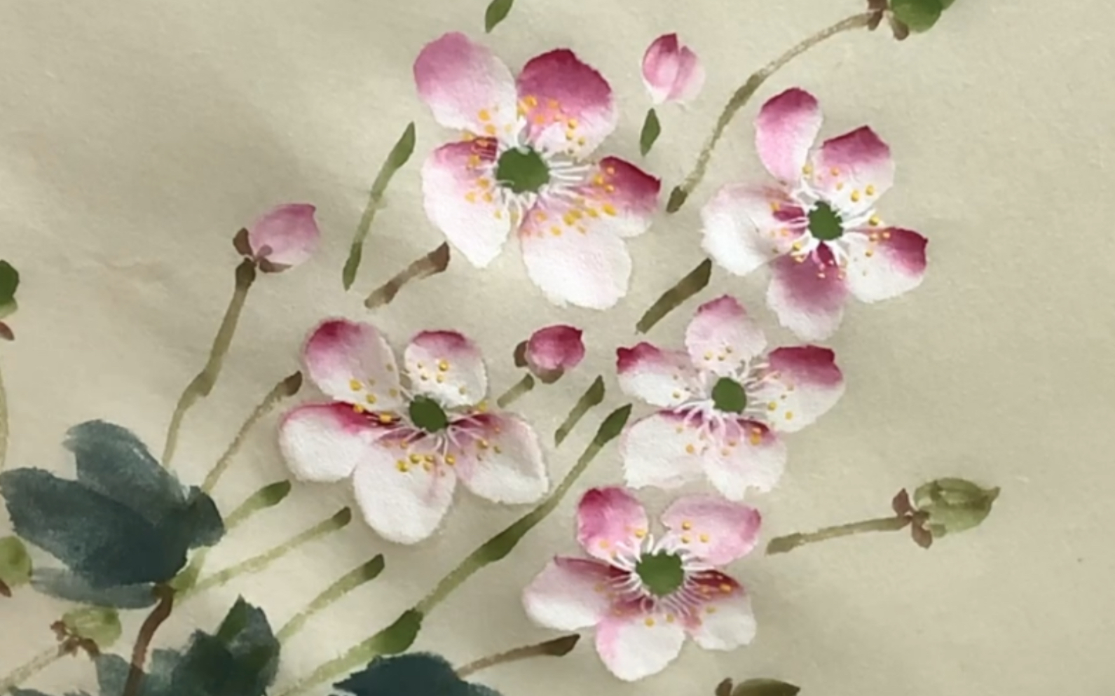 【国画】野棉花,写意花卉,冷门植物写生