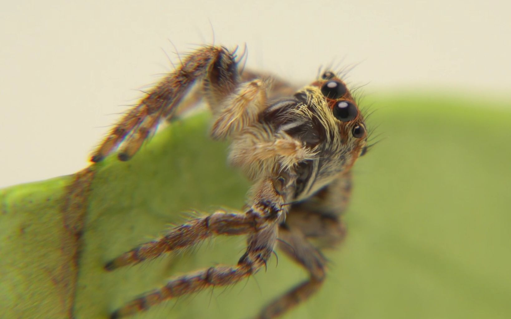 生物记录跳蛛猫跳蛛