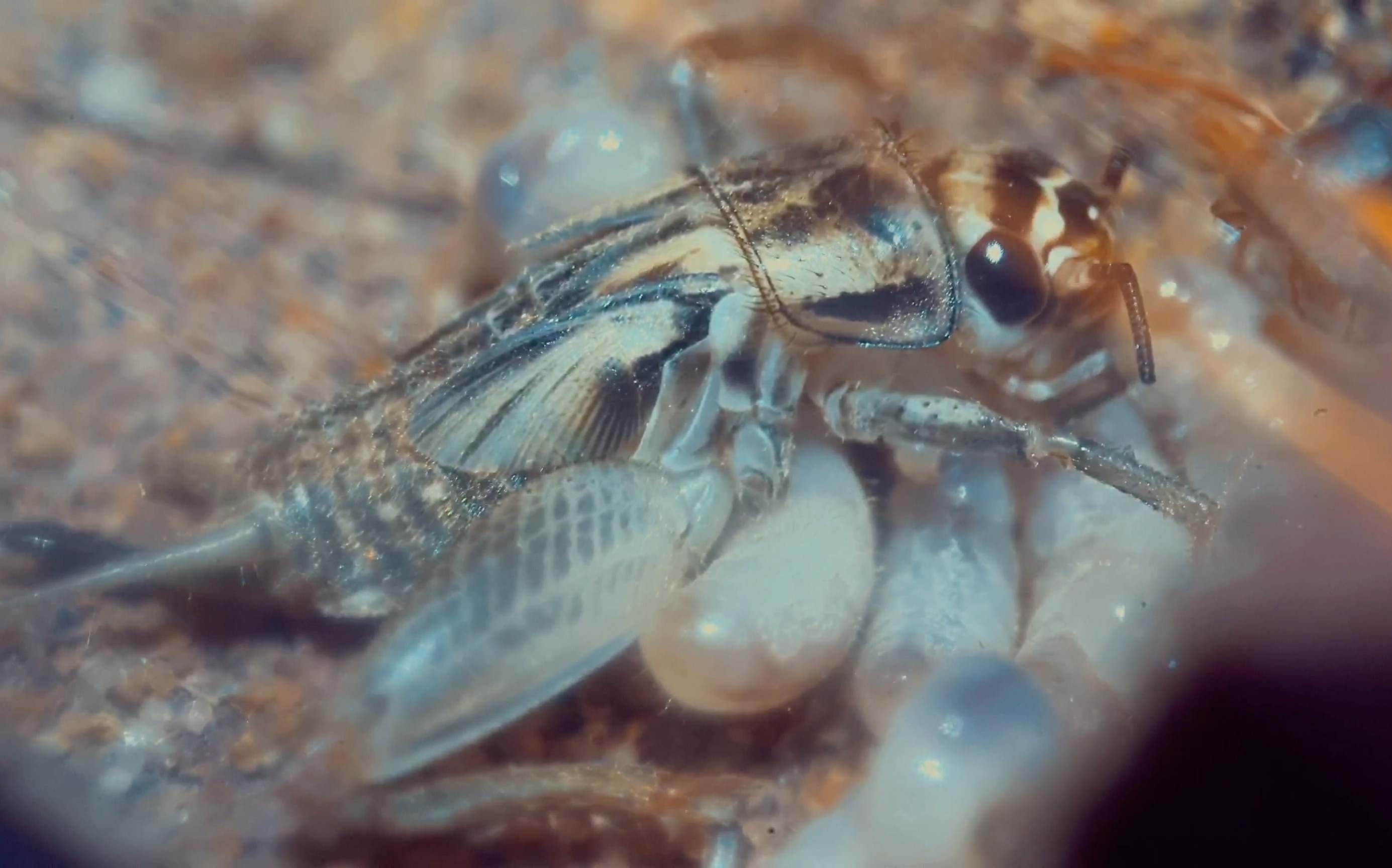 蜜蚁蚂蚁幼虫进食2高清61胆小慎入