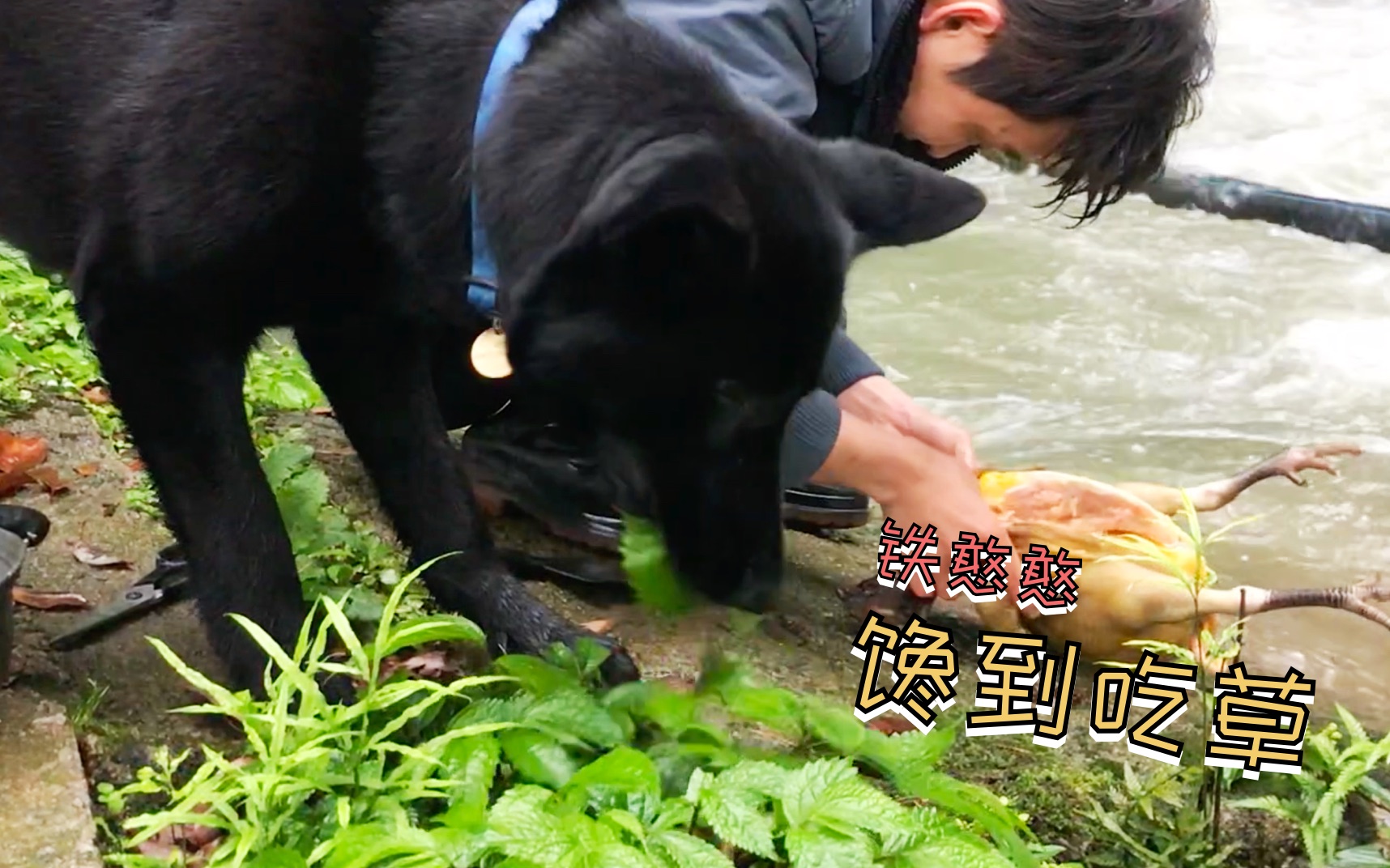 懂事德牧宁吃草也不擅自偷吃主人鸡肉,这憨样既心疼又搞笑!