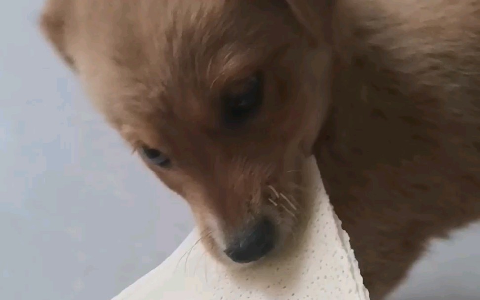 emmm我不和狗抢吃的你放心叭