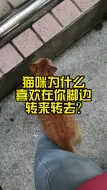 Video herunterladen: 猫咪为什么喜欢在你脚边转来转去