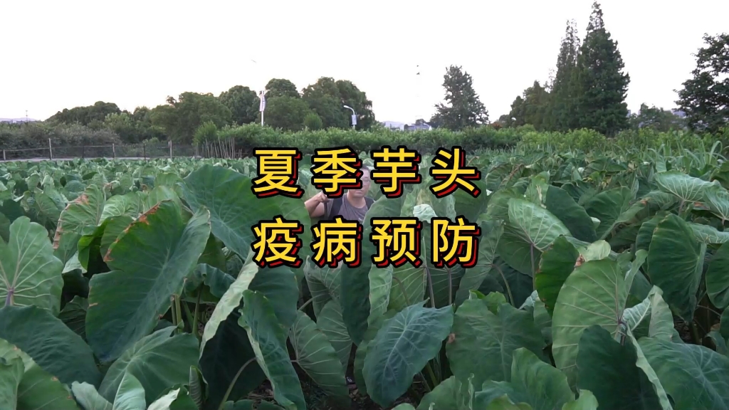 夏季芋头如何预防疫病及虫害哔哩哔哩bilibili