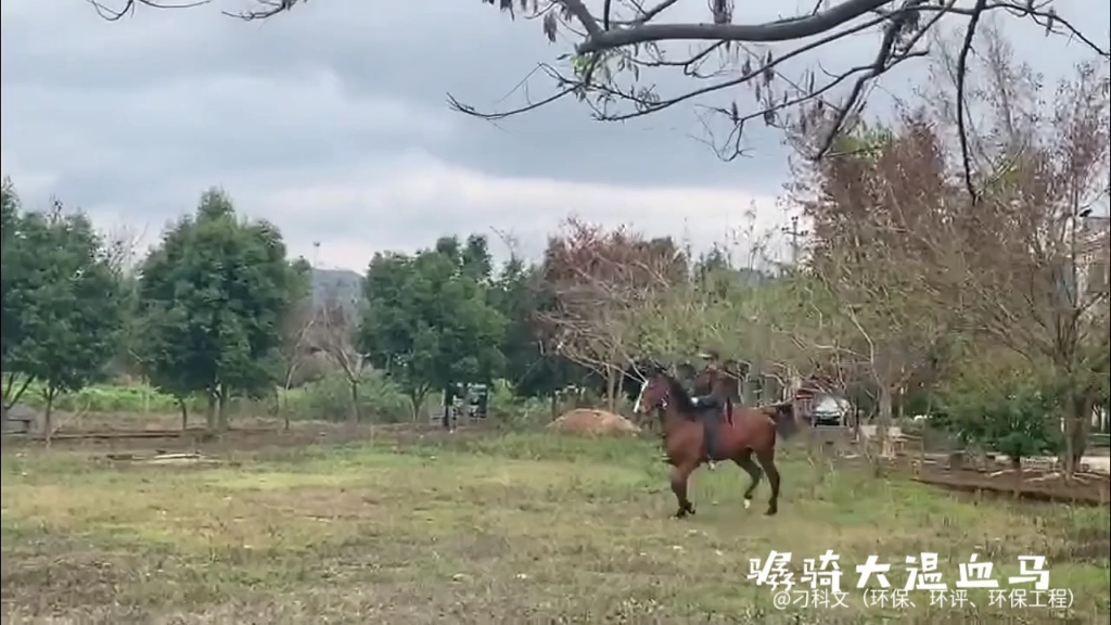 骣骑(无马鞍)大温血马.谁说纯血、温血浪大骣骑不了的?那是技术不到家.哔哩哔哩bilibili